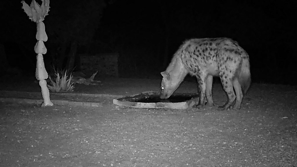 Manukuza Hyena in Camp