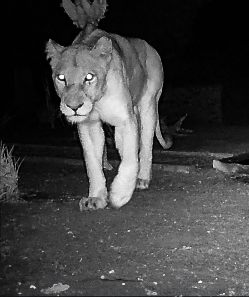 Manukuza Lion in Camp