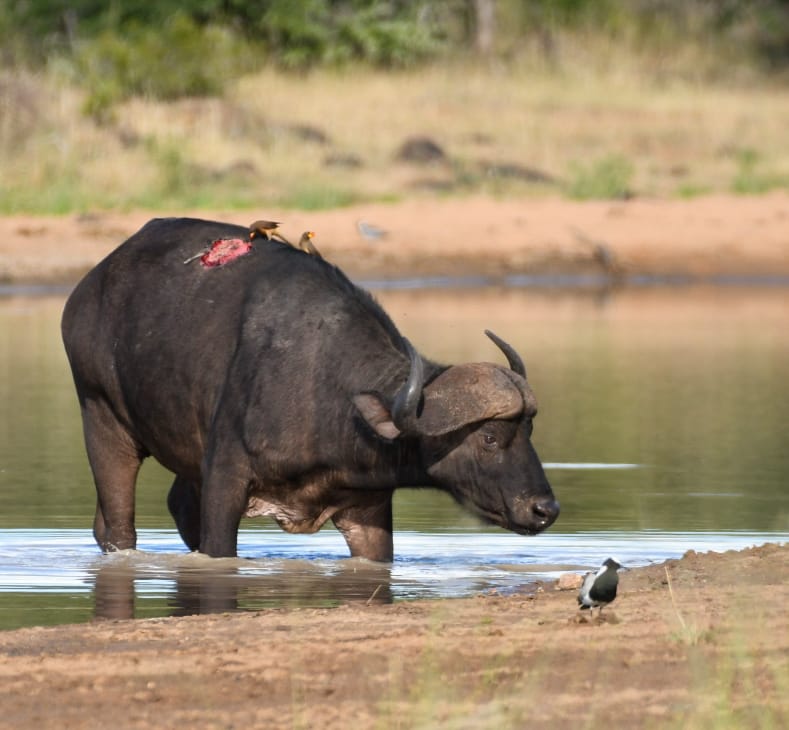 Manukuza Wilderness Trails with bufallo drinking 