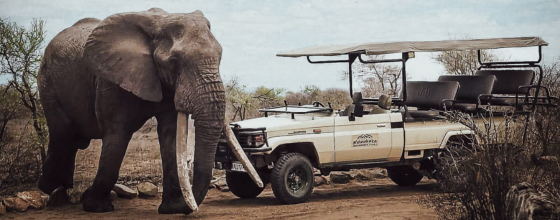 Camp-based walking safari